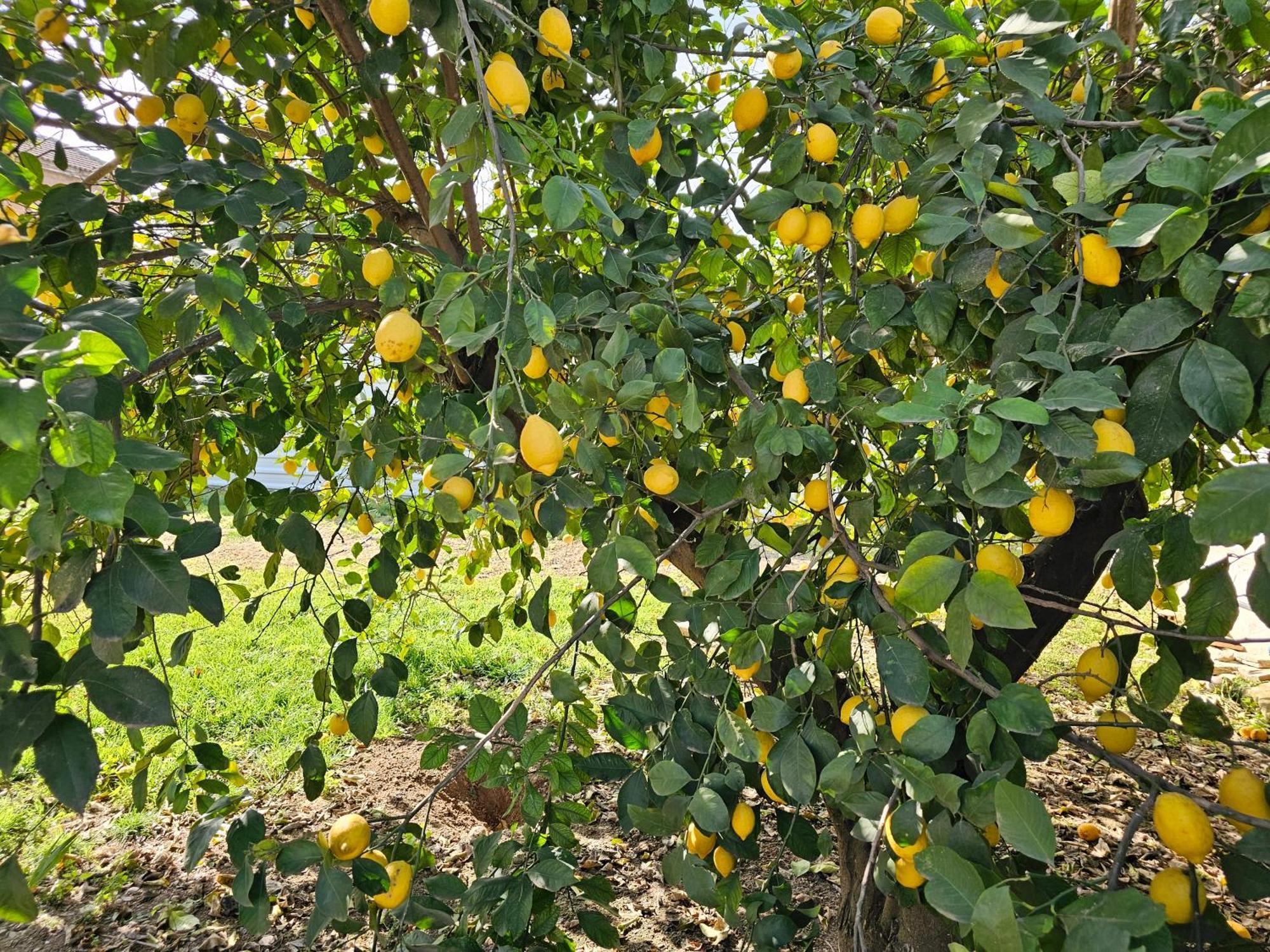 La Orquidea De Cordoba别墅 外观 照片